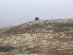 Foto 2/7:
Pi�mowo�y �yj� w g�rskiej tundrze, pomi�dzy stref� brz�z lapo�skich a stref� lodowc�w i wiecznego �niegu.