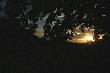 siedz�c  na zwy�ce opartej o d�b  wsr�d  powolnego gradu �o��dzi  dumalem sobie o  przemijaniu  .... no i czeka�em na swintuchy ... ale chodz�  chyba bardzo p�no .... na pocieszenie  dla mnie  ju� nied�ugo .....
