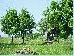 A to podw�rko nale��ce do  Micha��wki