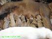 02.02.2011
A Navy Officer of the Windy Spot & CYNA Mysia Zag�ada FCI 
6 suk / 5 ps�w