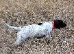 Pierwsza �ywa st�jka do postrza�ka kuropatwy - Wy�e� niemiecki d�ugow�osy Jika - 5,5 miesi�ca