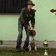 Pr�by Polowe Pisarzowice. Ocena doskona�a. Lokata I  (z 16 dyplomowanych). Ocena pracy 100/100