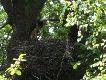 Bocian czarny w Le�nictwie R�bczyn.