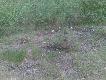 znalezione w trawie;)
