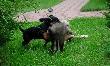 GRAAL Instynkt �owcy