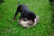 GRAAL Instynkt �owcy