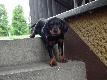 GRAAL Instynkt �owcy