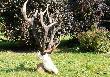 ...jeszcze raz...ju� po spreparowaniu....waga 6,5 kg...wiek 11 lat....marzenia si� spe�niaj�...