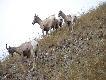Kootney Park, owce (Bighorn)  w �rodku miasta... 