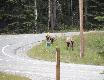 Banff. Jelenie Wapiti.