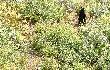 Nied�wied� Grizzly.