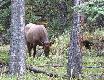 Wapiti (znany tak�e pod myl�c� nazw� Elk). 