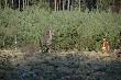 Polowanie Hubertowskie K.�. "Jele�" 
