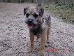 moj Border terrier
