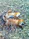 Lisy 02.02.12
Polowanie na lisy z predatorem - 02.02.12
Czterdzie�ci minut, dwa lisy.
