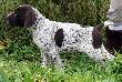 LENOX Kajminia (Drachma Duma Kazana x Archie Keiviento)