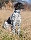 LEXUS Kajminia (Drachma Duma Kazana x Archie Keiviento) - 4,5 miesi�ca