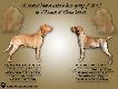 English Pointer & Bracco Italiano
Wszelkiej Obfito�ci niech Wam przyniesie Nowy 2013 Rok... i niech Wam B�r Darzy...!! 