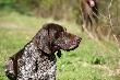 Archie ....... :):)
