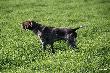 Archie w stojce