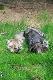 Archie i lisek :)