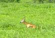 i zacz�� goni� :)