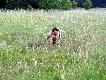 IWO z Czarciego Uroczyska (Archie Keiviento x Fenka Kajminia) - 3 miesiace