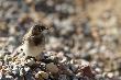 Motacilla alba (juv)