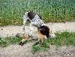 IWO z Czarciego Uroczyska (Archie Keiviento x Fenka Kajminia) - 3,5 m-ca - zapraszam na nasz www.wyzlydogi.pl do obejrzenia dwoch filmikow z pierwszym kontaktem Iwo z lisem