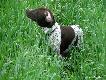 IWO z Czarciego Uroczyska (Archie Keiviento x Fenka Kajminia) - 3,5 m-ca