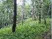 Bieszczady... Tutaj pierwszy raz w �yciu wilki przebieg�y mi drog�