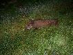 06.07.12 piatek 21-50
warchiak strzelony w owsie to ju� m�j 18 w tym sezonie i zarazem najmniejszy dodam ze pole owsa znika z dnia na dzien