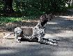 LAYLA "Luka" Kajminia (ARCHIE Keiviento x DRACHMA Duma Kazana) - 10 miesiecy
