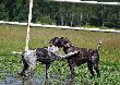 IWO z Czarciego Uroczyska "Kaliber" (ARCHIE Keiviento x FENKA Kajminia) - 4 miesiace ze starsza kolezanka ZOTTA Keiviento