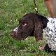IWO z Czarciego Uroczyska "Kaliber" (ARCHIE Keiviento x FENKA Kajminia) - 4 miesiace