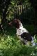 IBIS z Czarciego Uroczyska (Archie Keiviento x Fenka Kajminia) - 5 m-cy