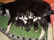 BearBusters FCI - miot A
24 sierpnia 2012 - Karelski Pies na Nied�wiedzie 9 szczeniak�w 5 piesk�w i 4 suczki. Rodzicami szczeniat jest czynnie poluj�ca i utytu�owana para INDY & Lumi.  Darz B�r!