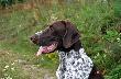 IWO z Czarciego Uroczyska (Archie Keiviento x Fenka Kajminia) - 6 m-cy