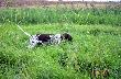 IWO z Czarciego Uroczyska (Archie Keiviento x Fenka Kajminia) - 6 m-cy