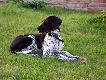 INEZ z Czarciego Uroczyska (Archie Keiviento x Fenka Kajminia) - 6 m-cy