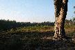 Ostaniec