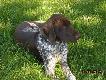NILS (Archie Keiviento x Fiona Kajminia) - 5 m-cy