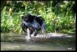 IZIS z Czarciego Uroczyska - 8 m-cy
