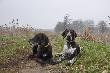 Liber ze swoj� p�siostra: Interchampion�, Ch. pracy HEDER Moon Eyes