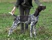 LAYLA 'Luka" Kajminia (Archie Keiviento x Drachma Duma Kazana) - 14 m-cy