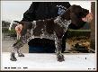 TARA v.d Blanke Biele (Archie Keiviento x Kyra v.d Blanke Biele) - 7 tygodni :)