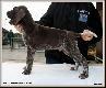 TIM v.d Blanke Biele (Archie Keiviento x Kyra v.d Blanke Biele) - 7 tygodni :)