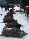 .
polowanie zbiorowe 7.01.2013. 11 my�liwych -jele� byk 23 dziki ,lis -Mazury