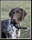 NERDA Hubert�wka znad Parsety (Archie Keiviento x Fiona Kajminia)