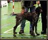 NEFRA Hubert�wka znad Parsety (Archie Keiviento x Fiona Kajminia)